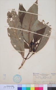 Specimen thumbnail